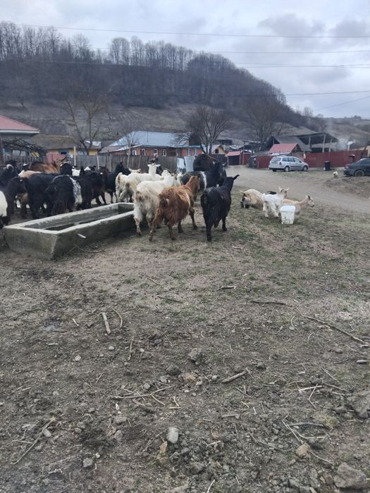 Vând 40 de capre fatate si nefatate 600 lei negociabil
