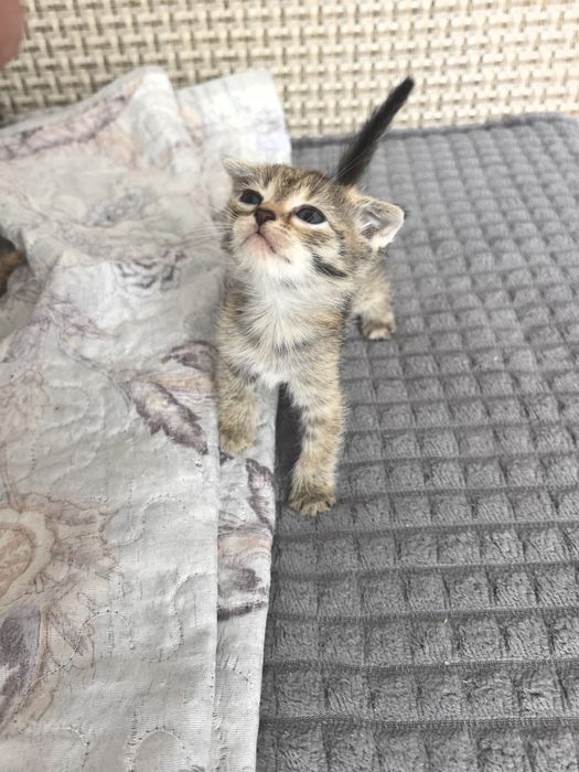 Домашние кошки бесплатно