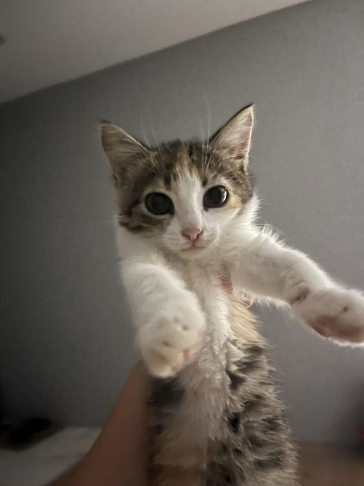 Отдам котенка в добрые руки