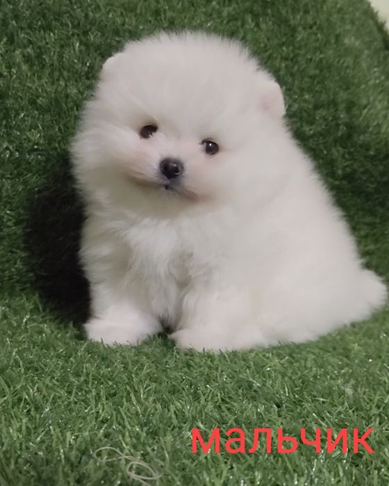 Шпицы мини разных окрасов мальчики и девочки