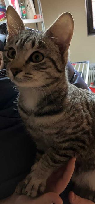 Donez pui de pisica 5-6 luni