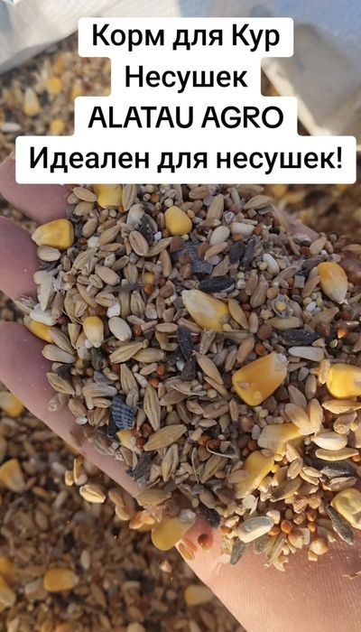 Корм для Кур несушек