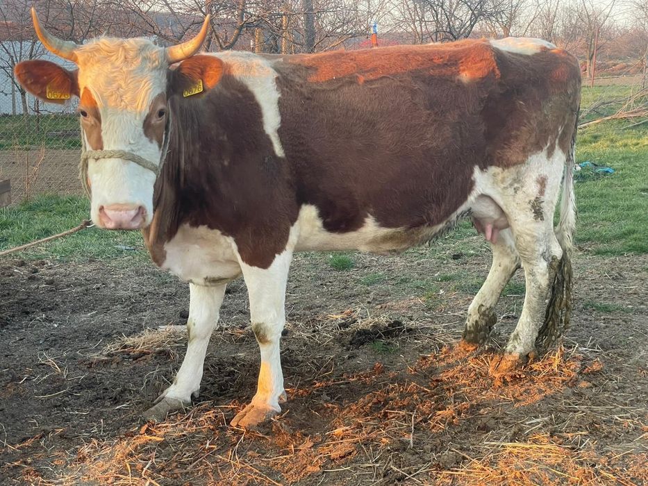 Vând vaca de 6 ani gestantă de 4 luni sau schimb cu vaca de abator!