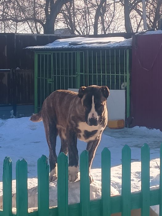 Продам щенков Алабаев