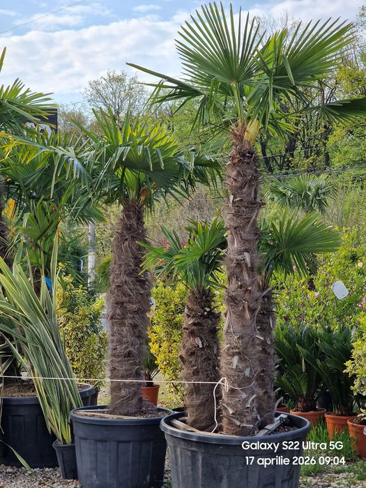 Palmier trachycarpus
