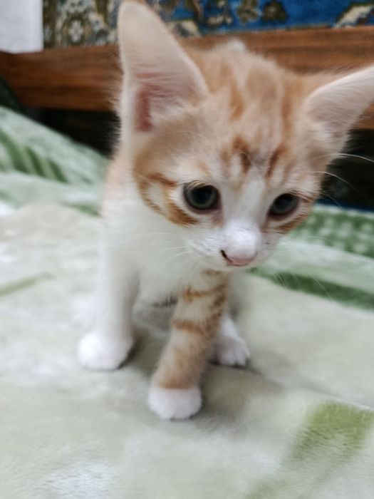 Котята 2 месяца. Домашние. Отдам даром.