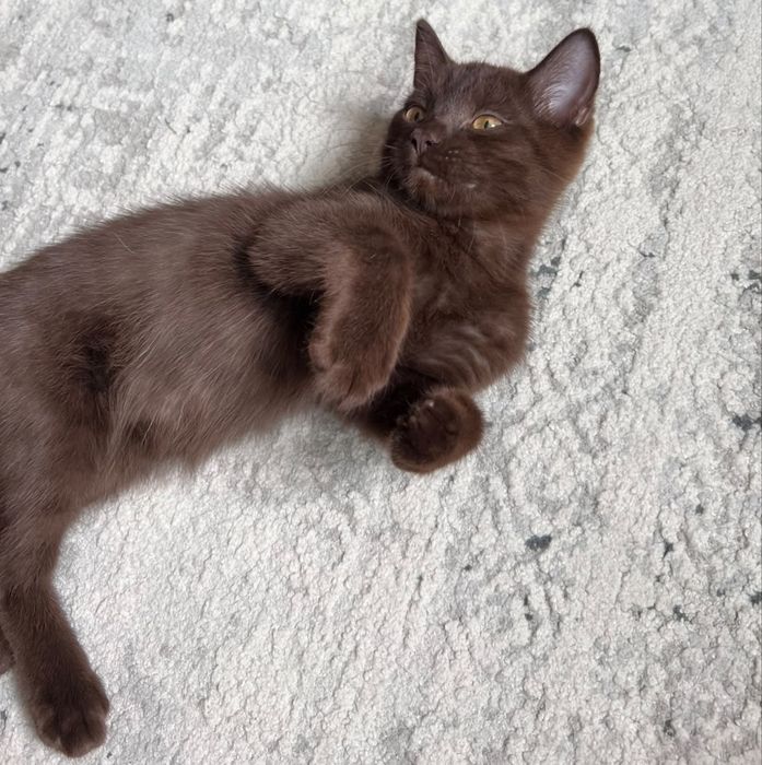 Отдам котенка в любящие руки