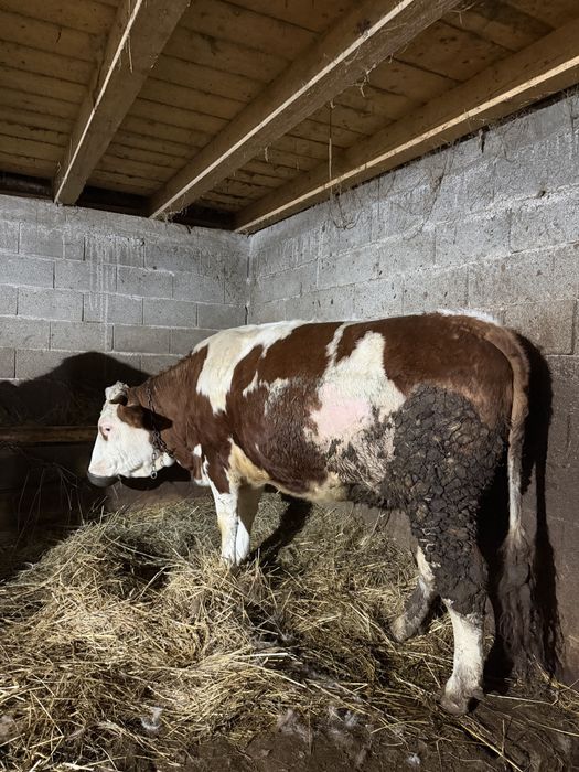 De vanzare 2 juninci