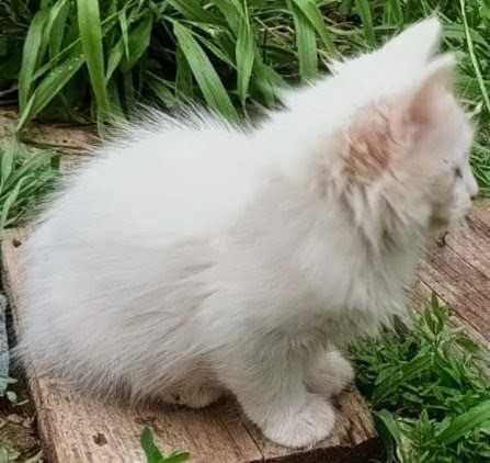 Подарявам 4 бели и едно черно-бяло котенца