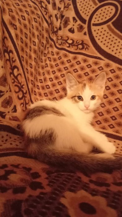 Отдаем красивую кошечку бесплатно