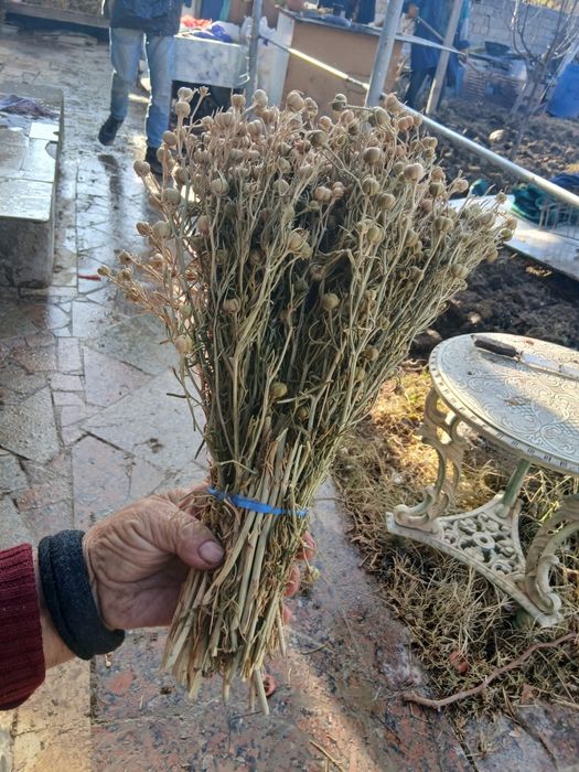 Продаётся исирик