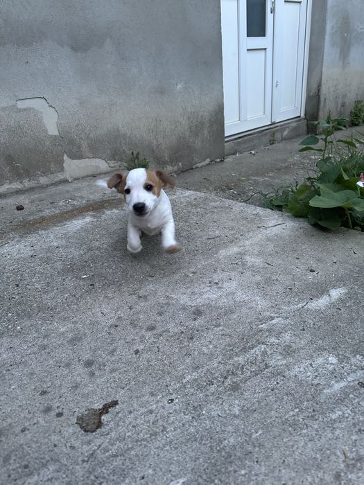 Jack russell terrier pui