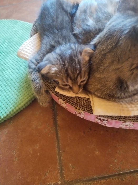 Котята.Отдам в хорошие руки