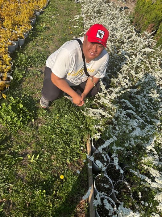 Гортензии газон елки тополя голубые ели