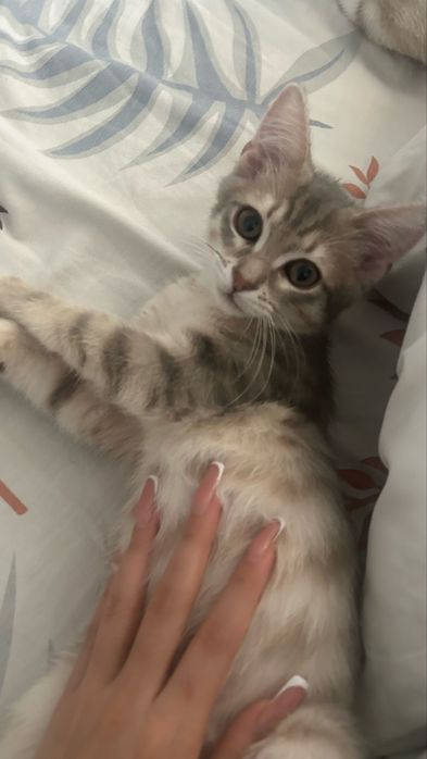 ищем дом для кошечки Войси