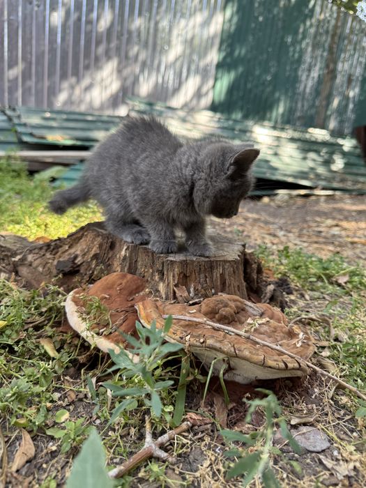 Котенок ищет дом!