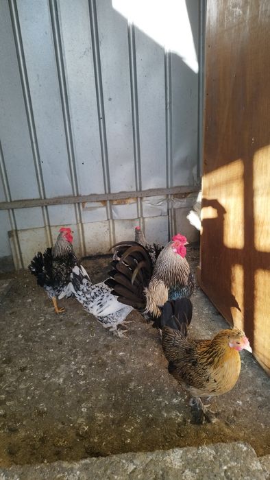 Cocosi pitici americani