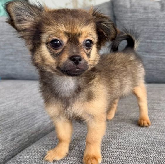 Chihuahua par lung