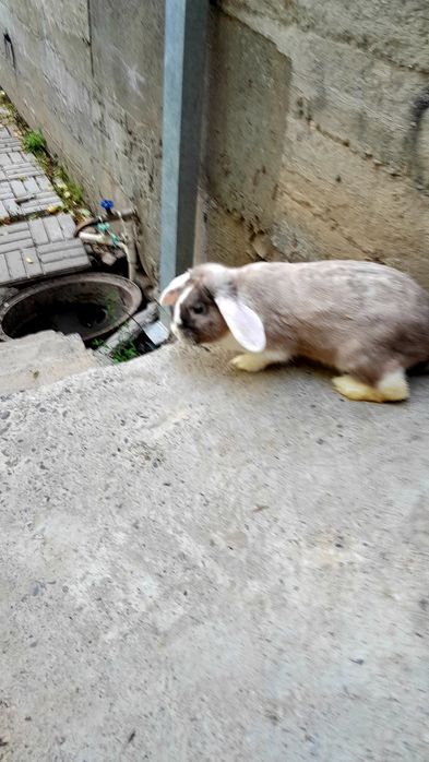 Қуйон зоти Баран.