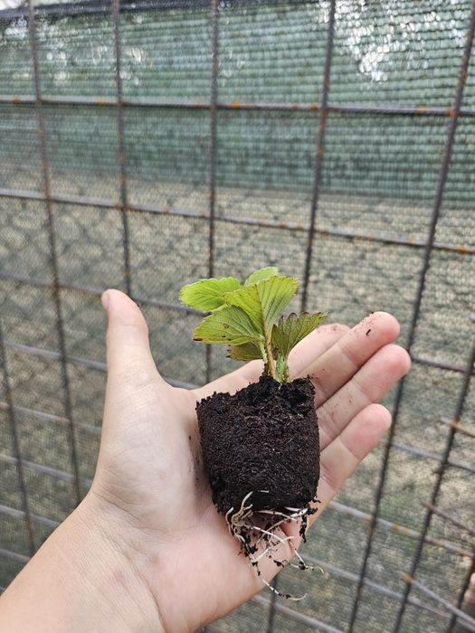 Vând stoloni căpșuni alveolă/turba