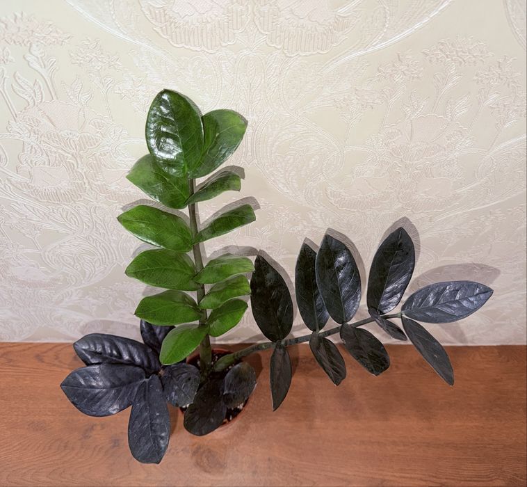 Замиокулькас, комнатные растения, комнатные цветы