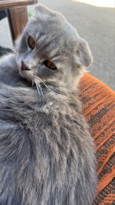 Кот в Добрые руки