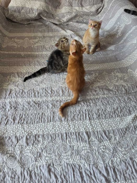 Котята бесплатно
