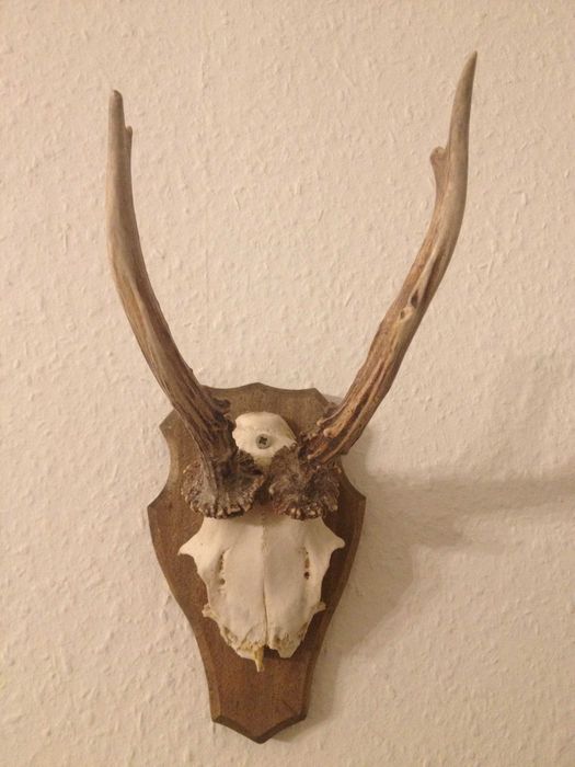 Немски трофеи диво прасе, сръндак/Чинии ловна тематика