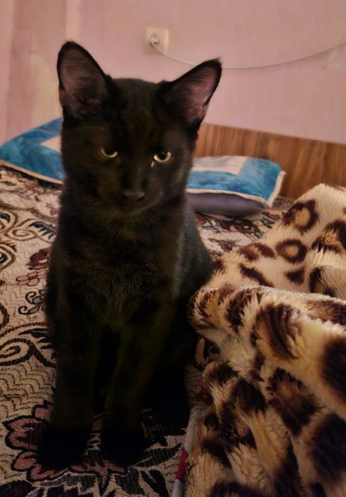 Котёнок бесплатно