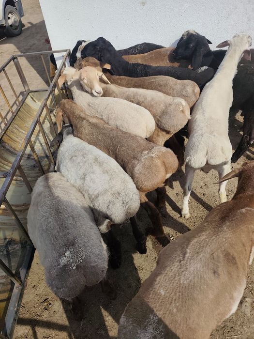 Қойлар    Бараны