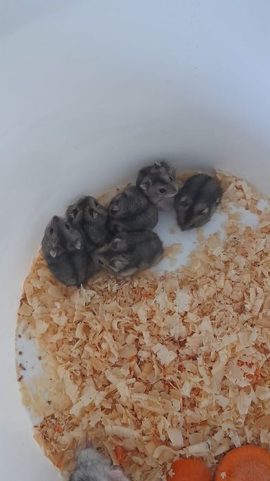 Хомячков продам..