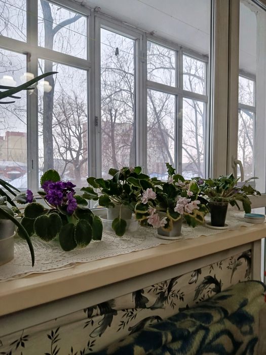 Продам цветущие фиалки.