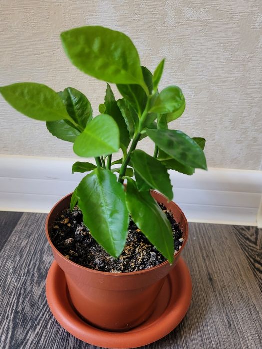 Продам комнатные цветы