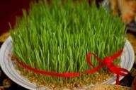 Буғдой (bug'doy) майса