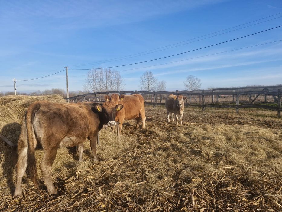 25 juninci Angus gestante