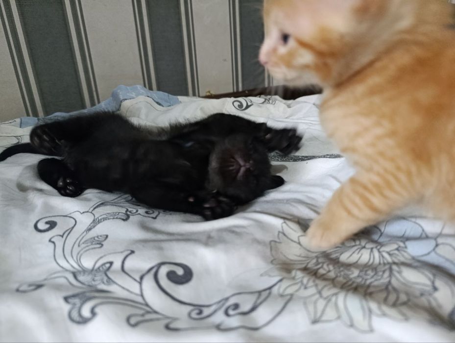 Отдаю кошку и котят в хорошие руки!