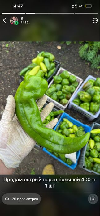 Продам перец острый большой
