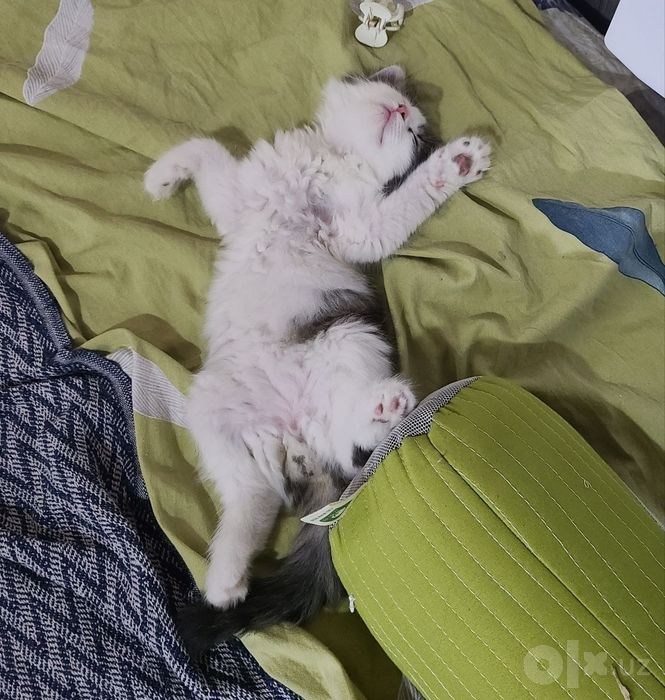 котенок и кошечка