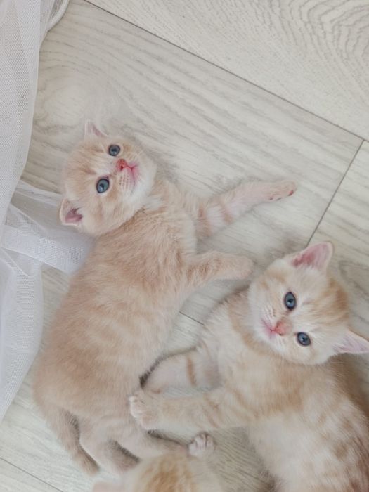 Продам котят Скоттиш - фолд