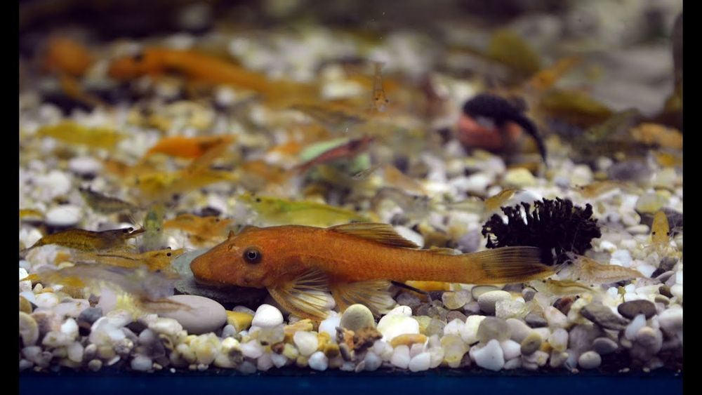 Анциструс супер ред