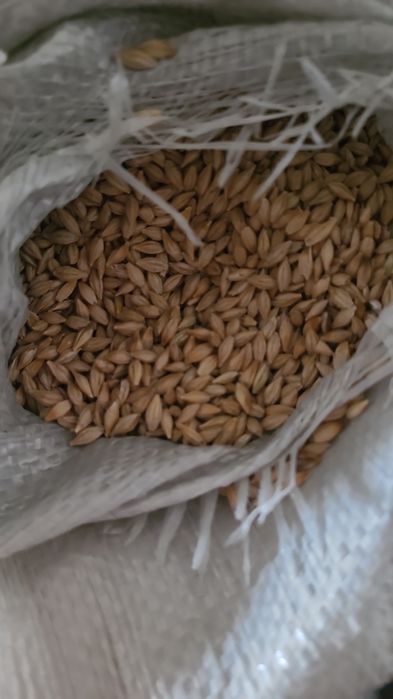Продам ячмень сухой