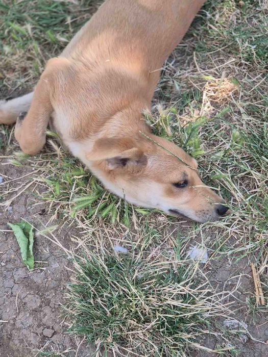 Кученца с ваксини