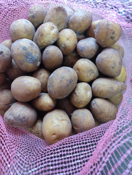 Картошка дачная едовая