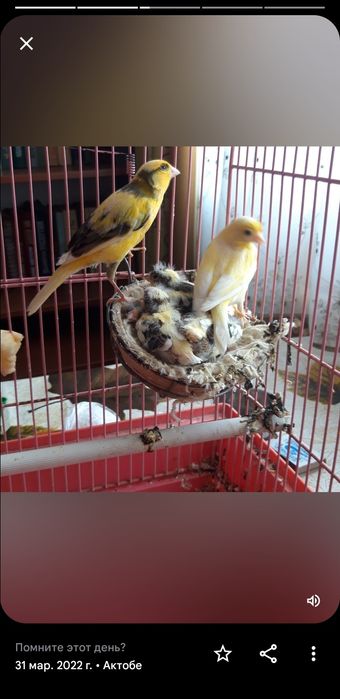 Канареек разных окрасов