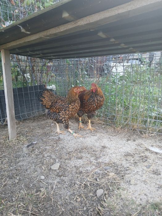 Vând puicute găini și cocoși