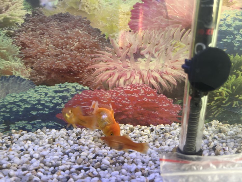 Продажа аквариумных рыб