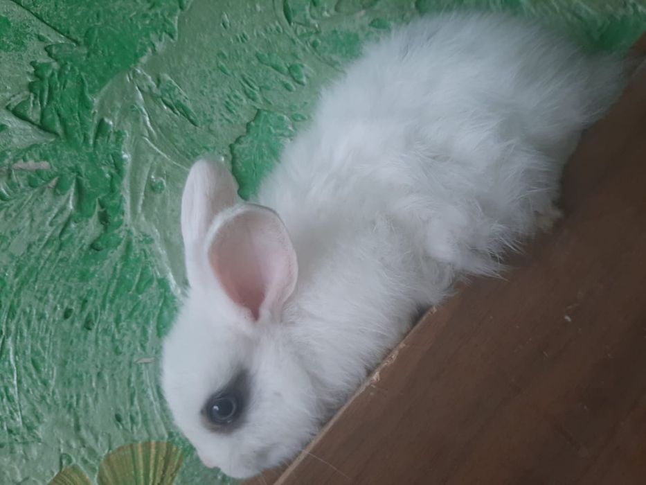 Кролики декоративные