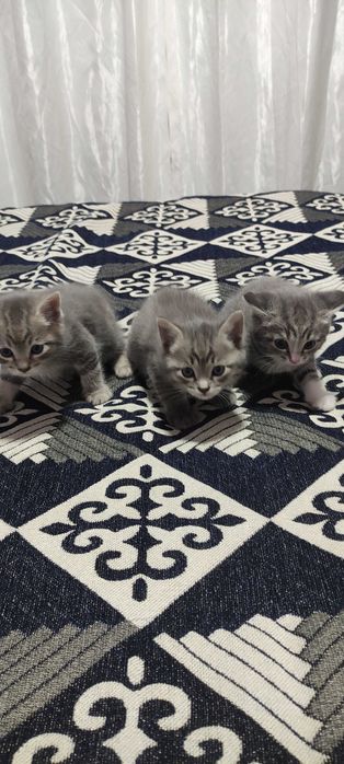 Котята крысолова.