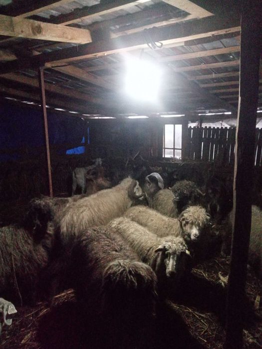 Vând oi și capre bune