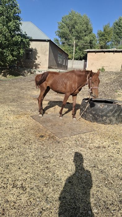 Бие сатылады күрең